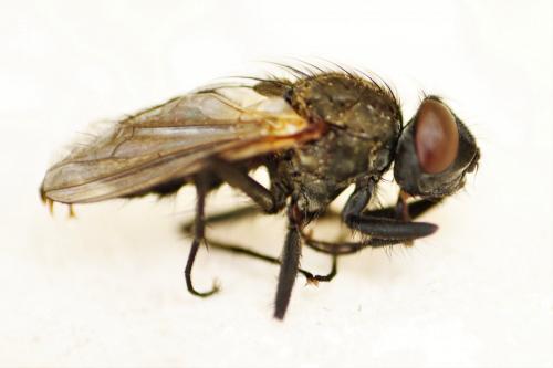 Leucophora personata